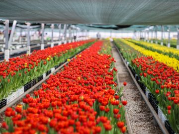 «Веревкин хутор» дарит тюльпаны