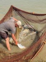 Нововведения для отечественного рыбного хозяйства 