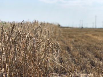 Урожайность ярового ячменя при разных сроках сева