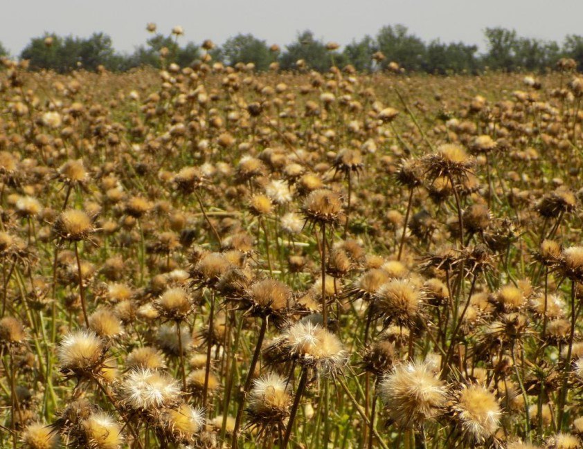 Расторопша для пищевых и лекарственных целей