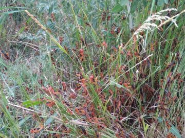 Саранча в Крыму не обнаружена
