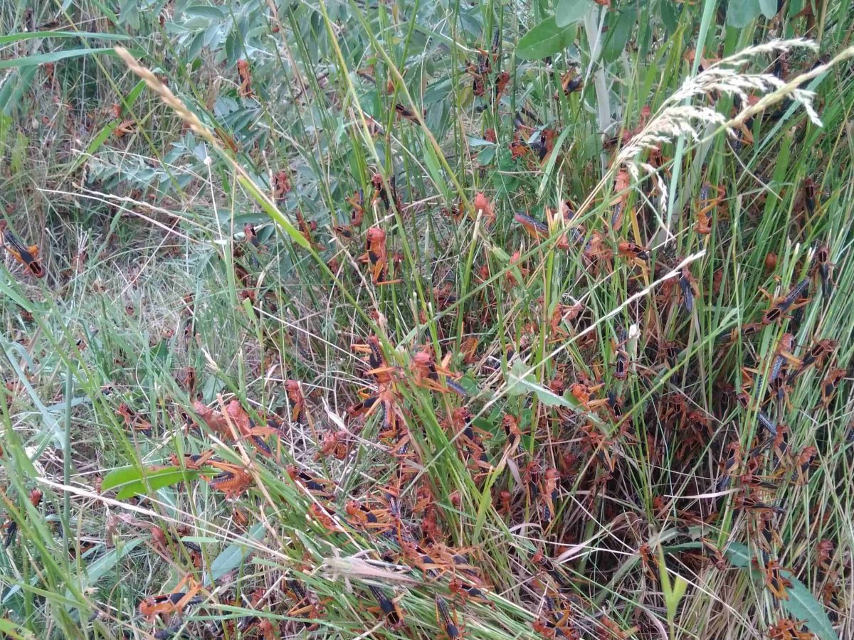 Саранча в Крыму не обнаружена