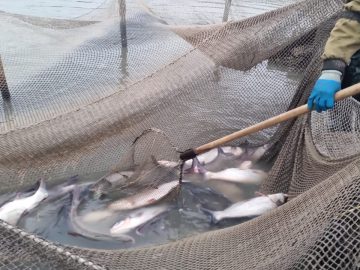 Олег Зубков расширяет производство