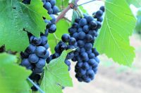 Крымские виноградники получили научно обоснованную карту