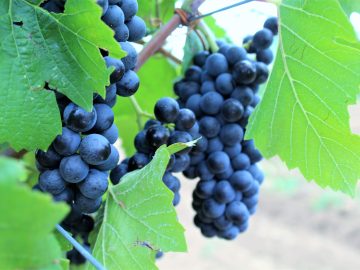 Крымские виноградники получили научно обоснованную карту