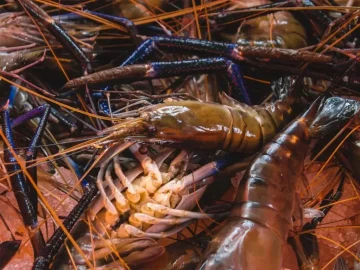 Дальневосточная креветка освоилась в Азовском море