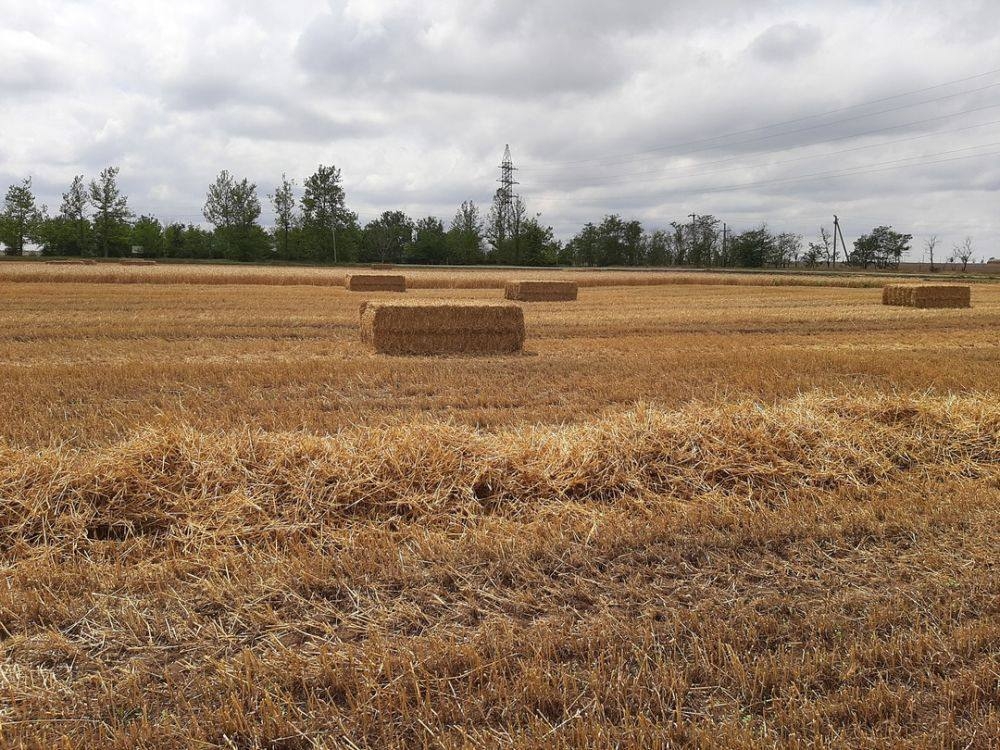 Россельхознадзор напоминает о Правилах противопожарного режима