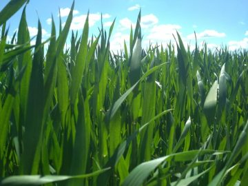 Россельхозцентр держит на контроле состояние озимых в Крыму