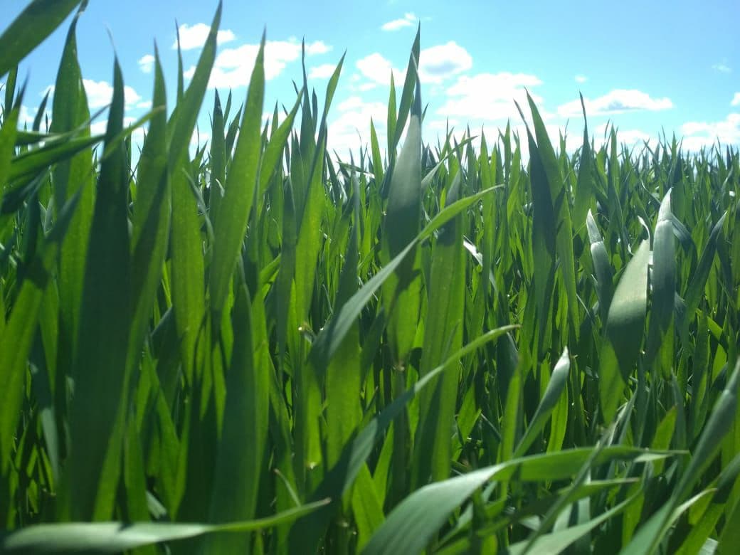 Россельхозцентр держит на контроле состояние озимых в Крыму