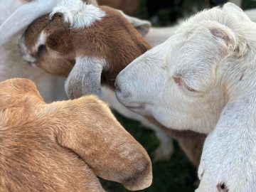 Козье молоко от крымского хуторка