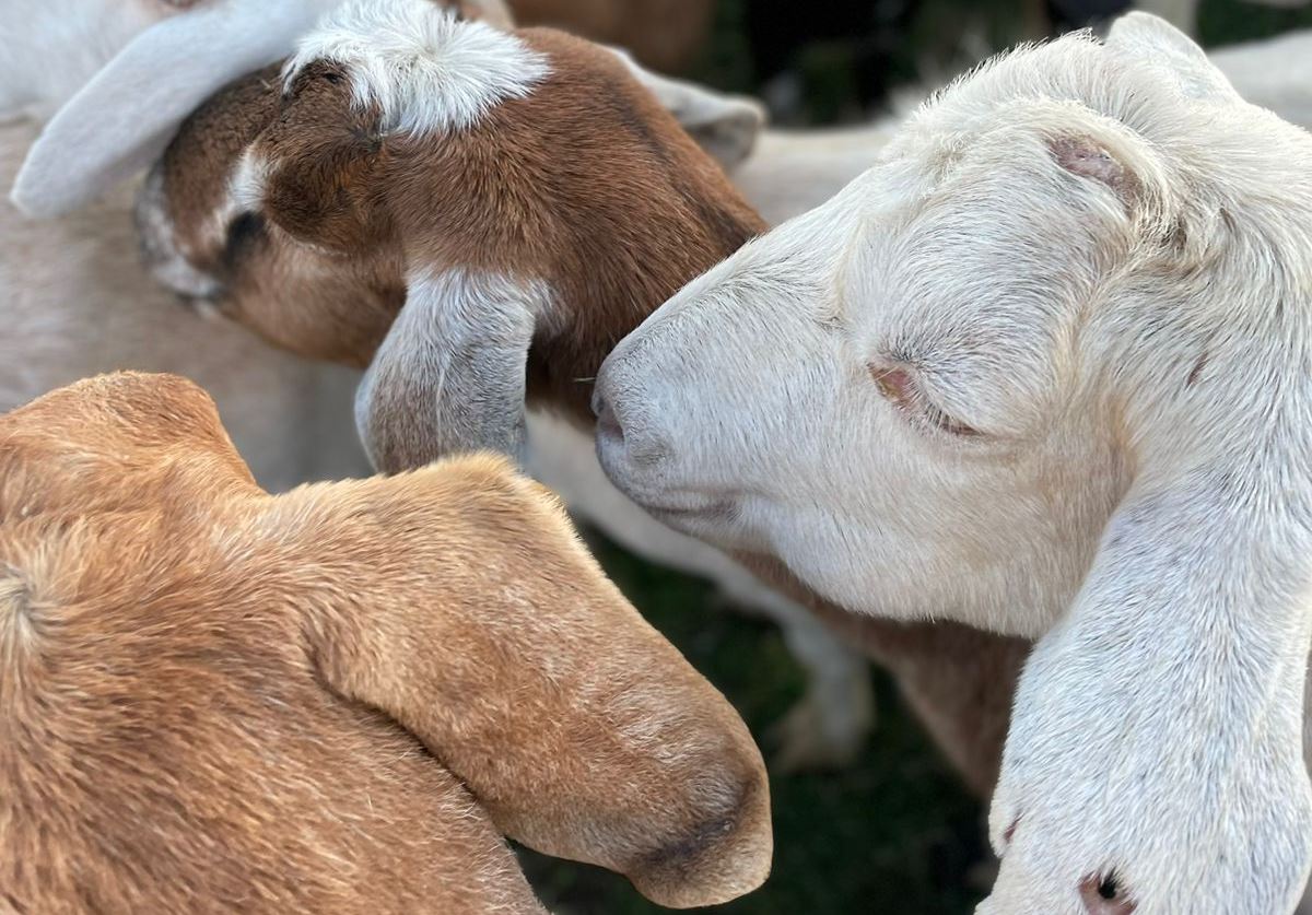 Козье молоко от крымского хуторка