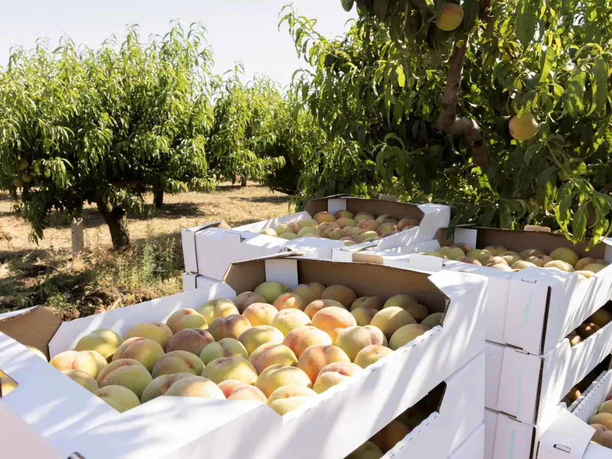 Урожаю фруктов быть!