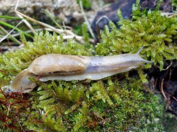 Крым атакуют иберийские слизни