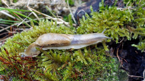Крым атакуют иберийские слизни