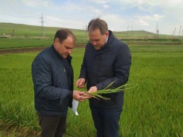 Мониторинг состояния озимых