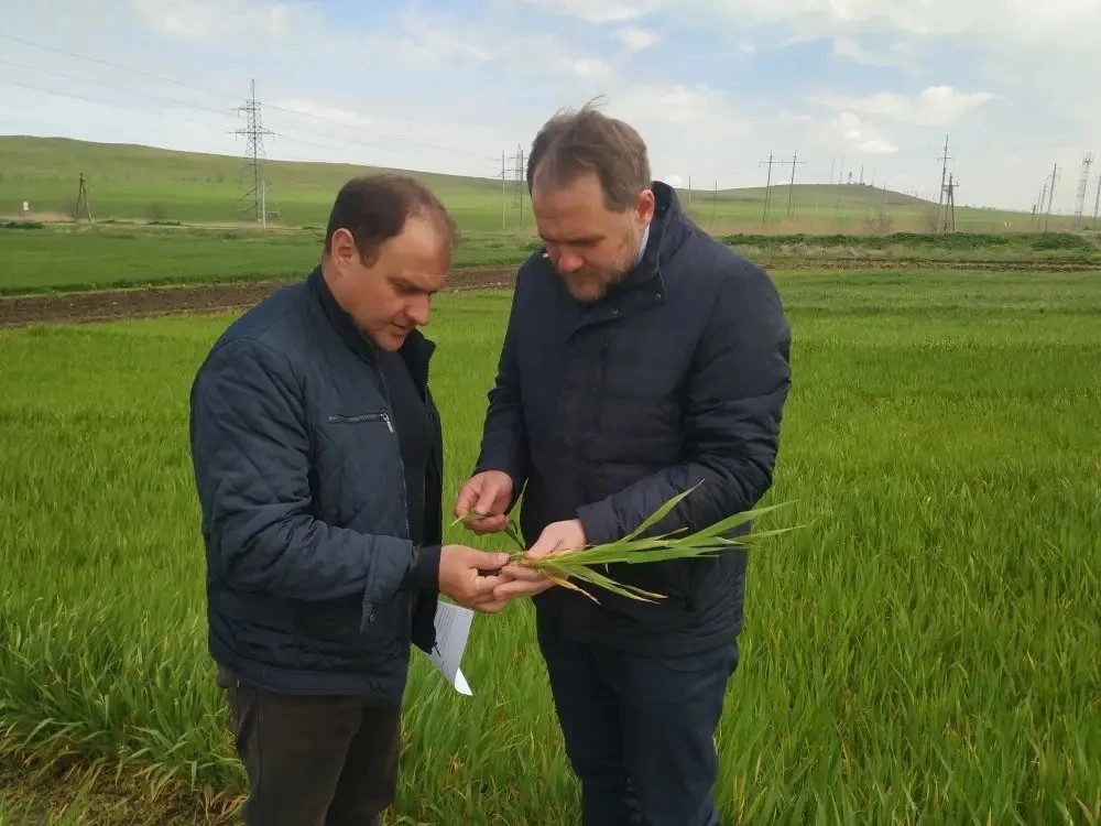 Мониторинг состояния озимых