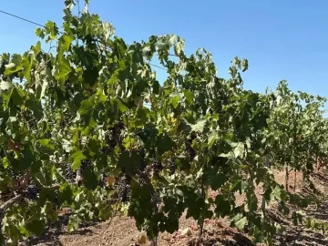 Качество черенков крымского винограда подтверждено