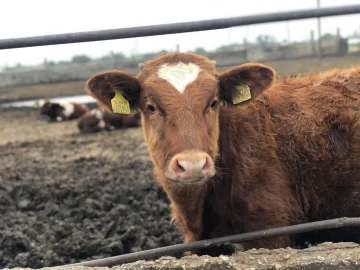 Повышаем квалификацию кадров для устойчивого развития животноводства!