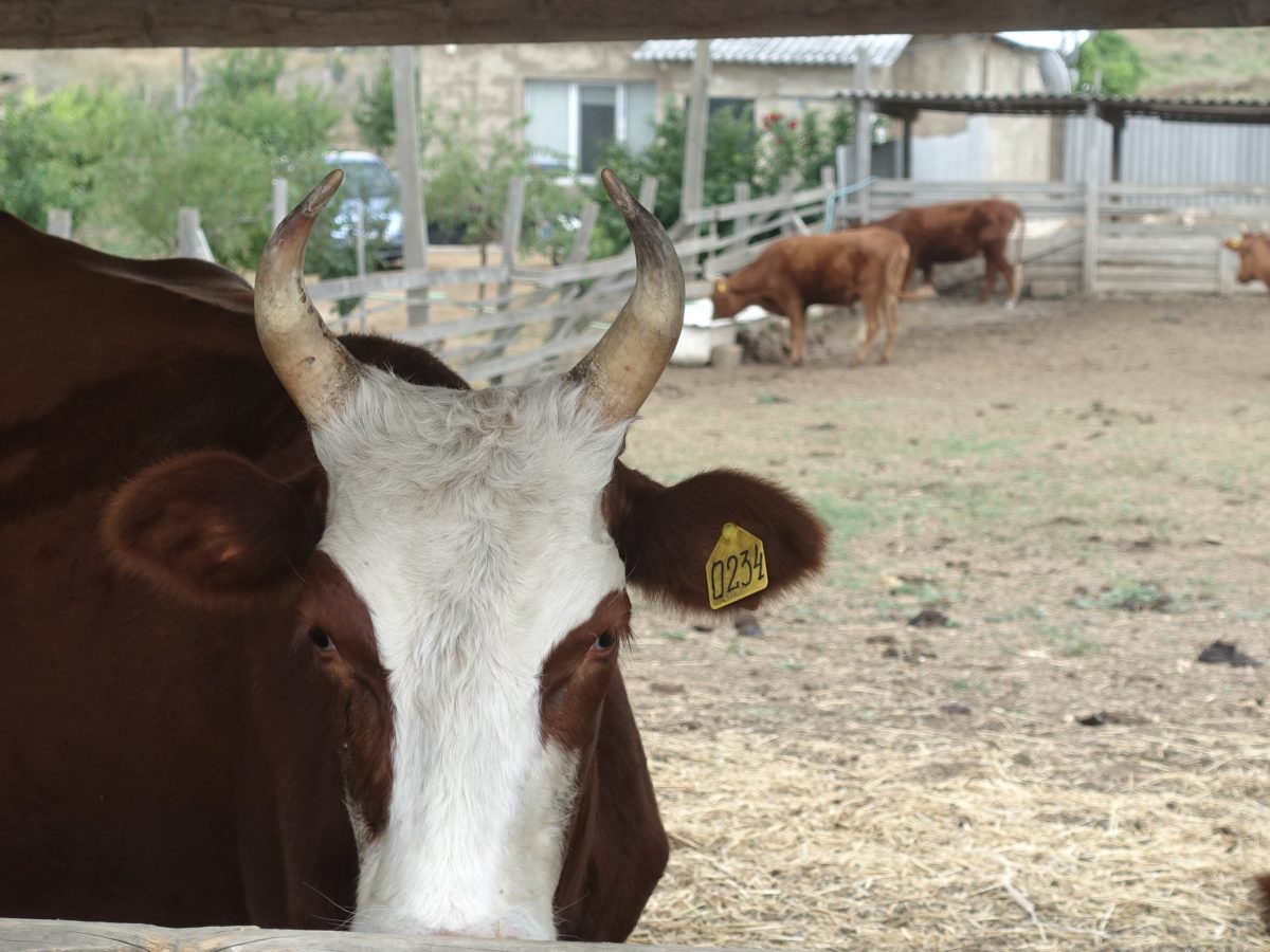 Новая схема мошенничества