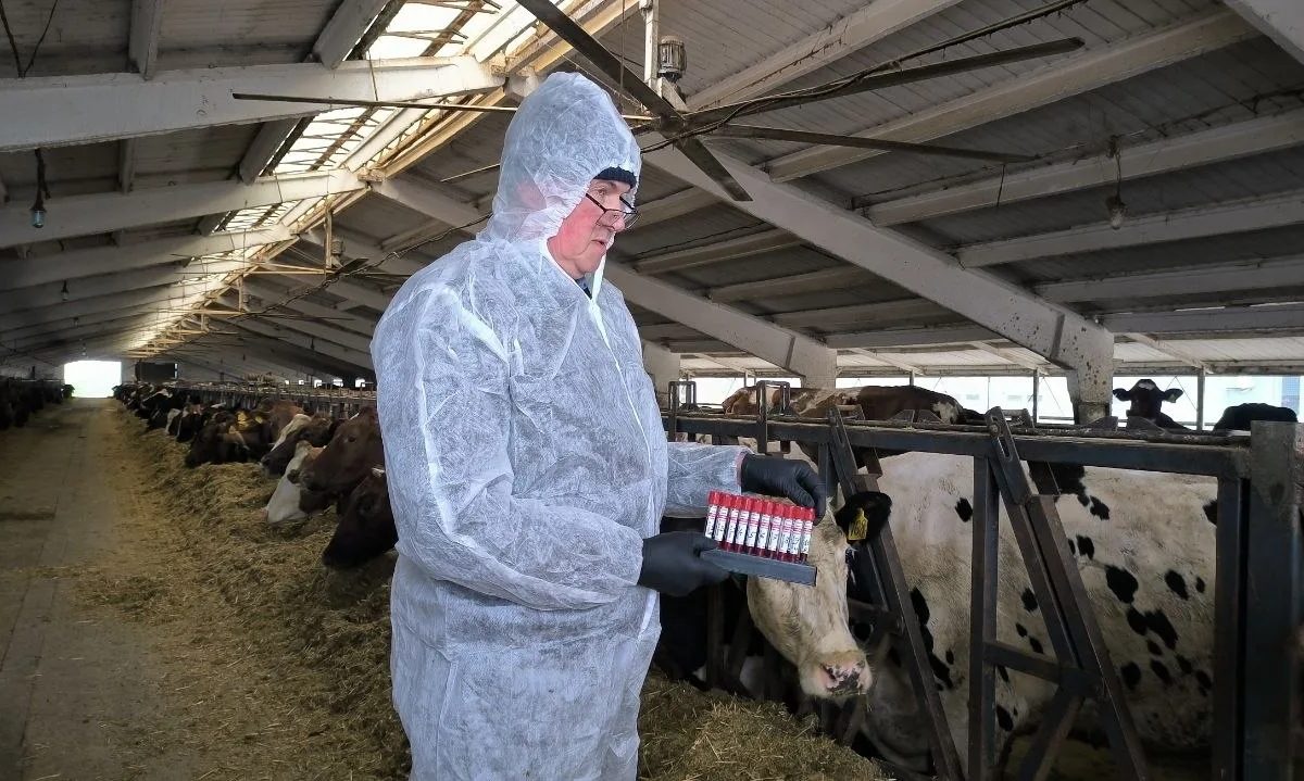 Крупный рогатый скот обследуют на инфекционные заболевания