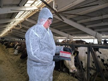 Крупный рогатый скот обследуют на инфекционные заболевания