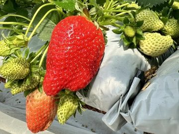 Что такое земляника нейтрального светового дня?