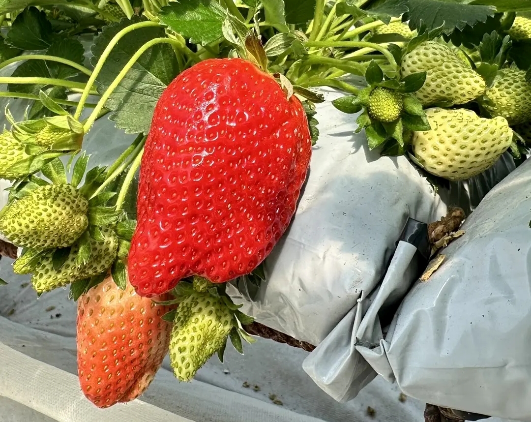 Что такое земляника нейтрального светового дня?