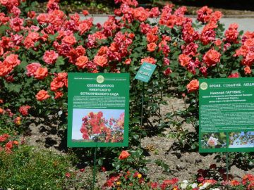 Увидеть коллекцию роз Никитского ботсада теперь можно будет на экскурсии