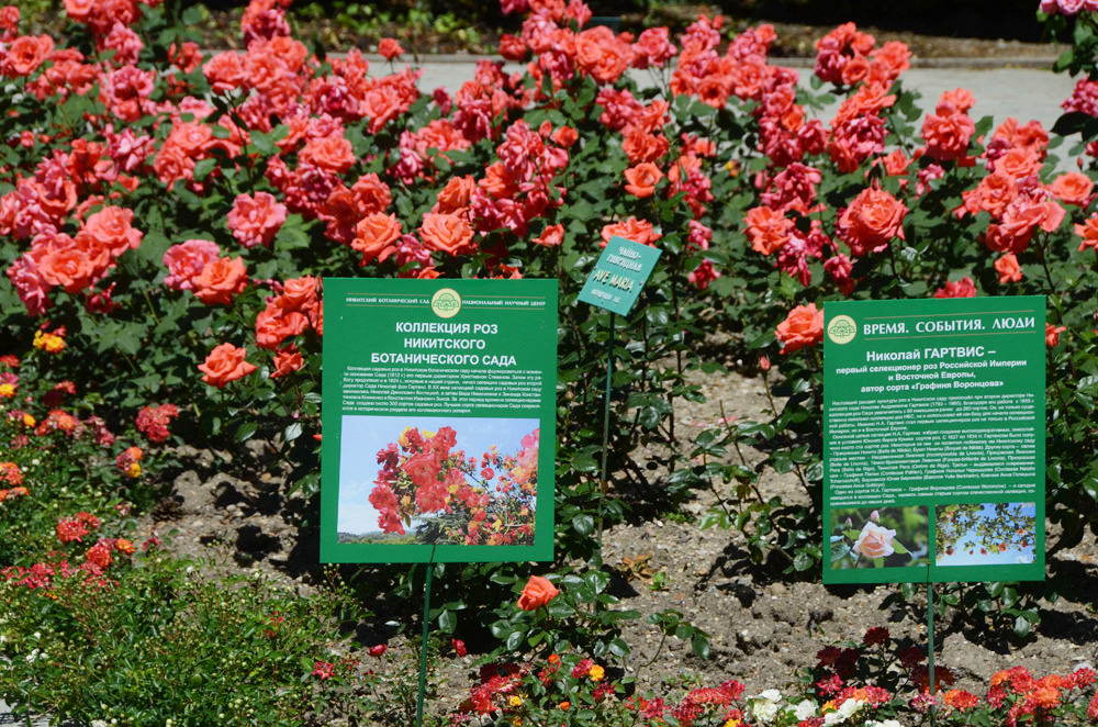 Увидеть коллекцию роз Никитского ботсада теперь можно будет на экскурсии