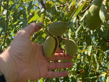 Миндаль – новая перспектива для крымского агросектора