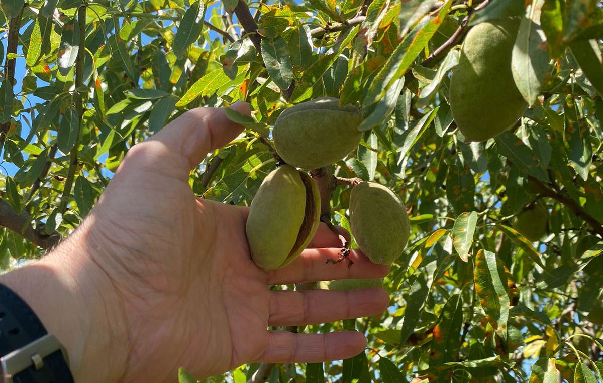 Миндаль – новая перспектива для крымского агросектора