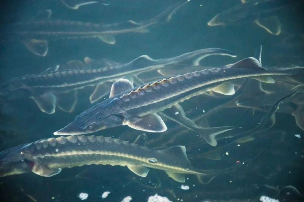 Промысел осетровых планируют возобновить в Азовском море