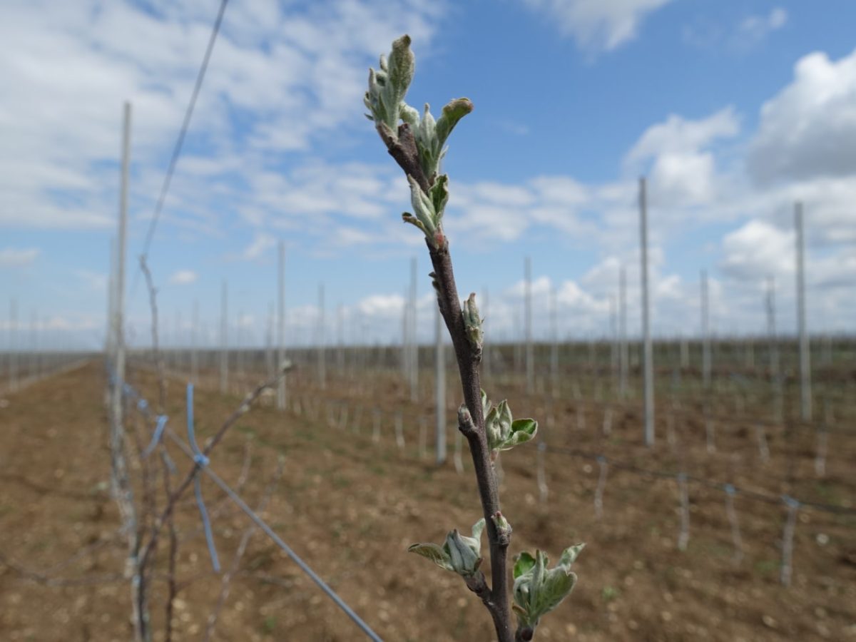 Профессиональная оценка подмерзания плодовых почек
