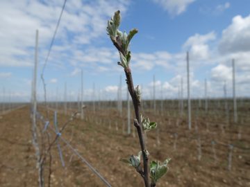Профессиональная оценка подмерзания плодовых почек