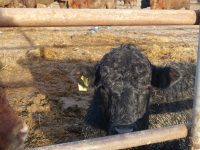 Развитие животноводства – в приоритете