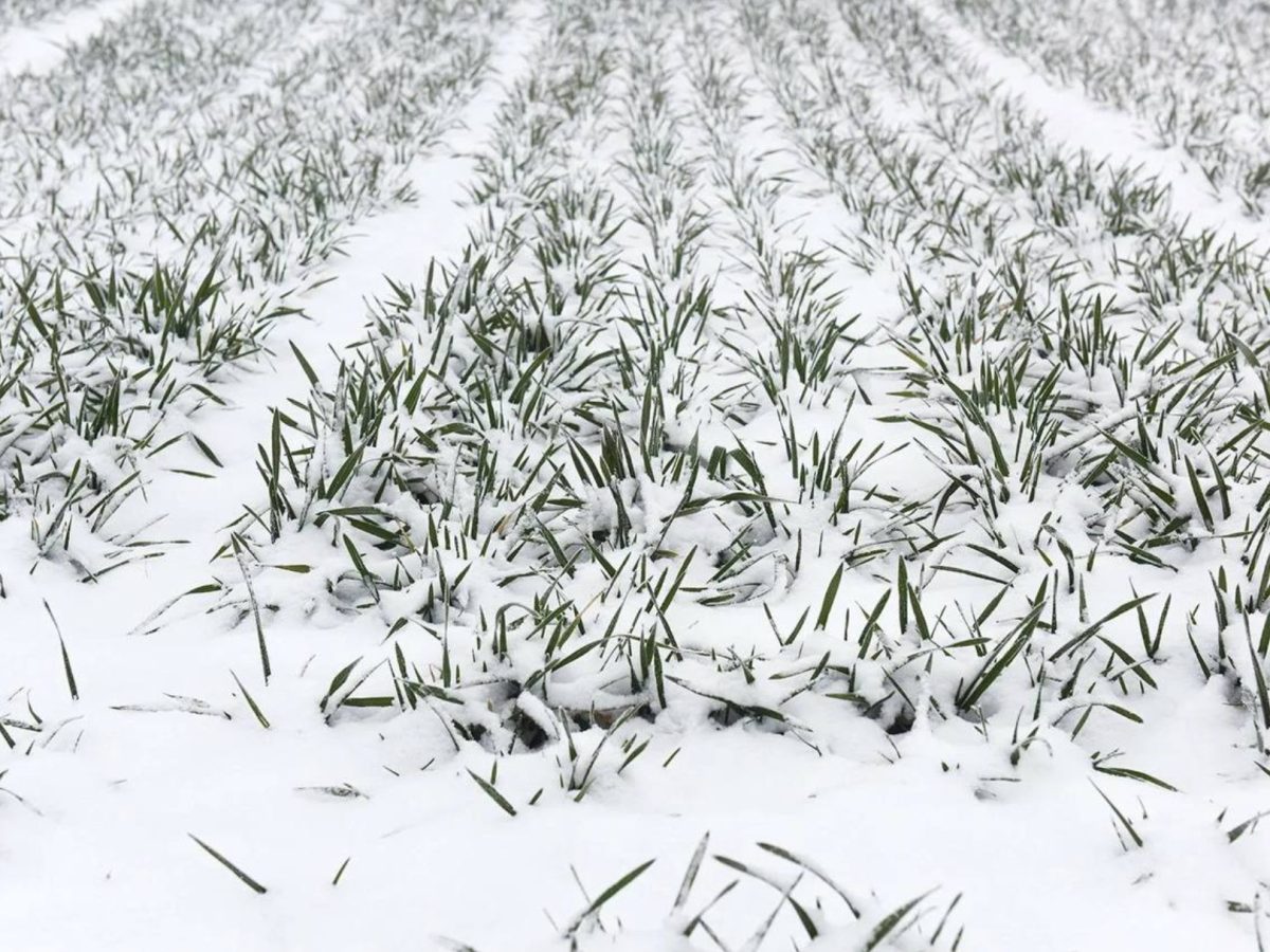 В Крыму не ожидается снижения урожая