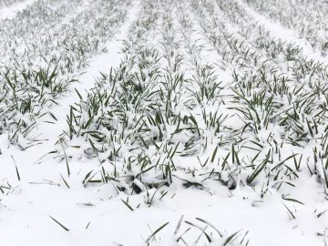 В Крыму не ожидается снижения урожая