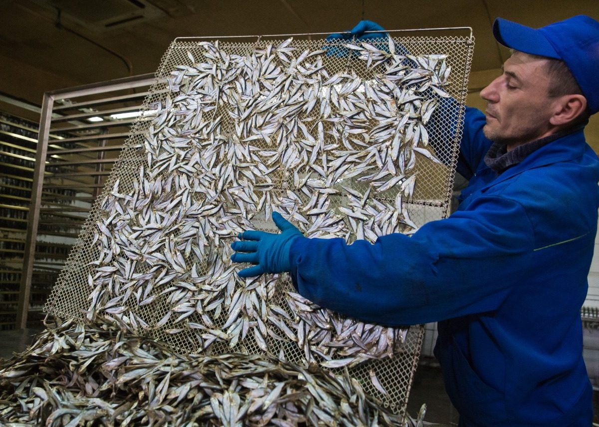 В Крыму растёт число предприятий аквакультуры