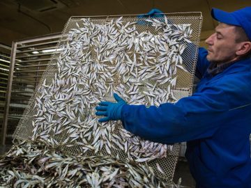 В Крыму растёт число предприятий аквакультуры