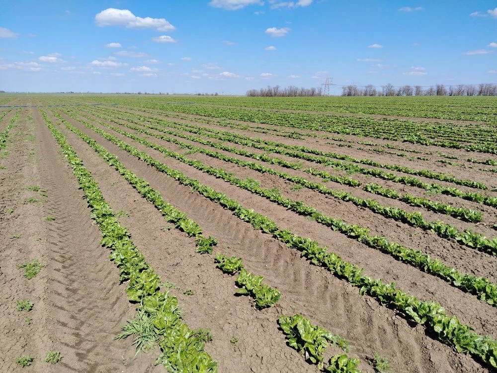 Крым наращивает производство семян сахарной свеклы
