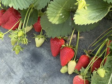 Сезон крымской земляники открыт!