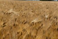 Началась уборочная кампания ранних зерновых культур