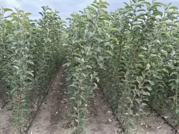 Началась апробация многолетних насаждений
