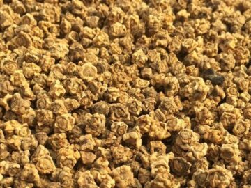 Специалисты подтвердили качество крымских семян свеклы